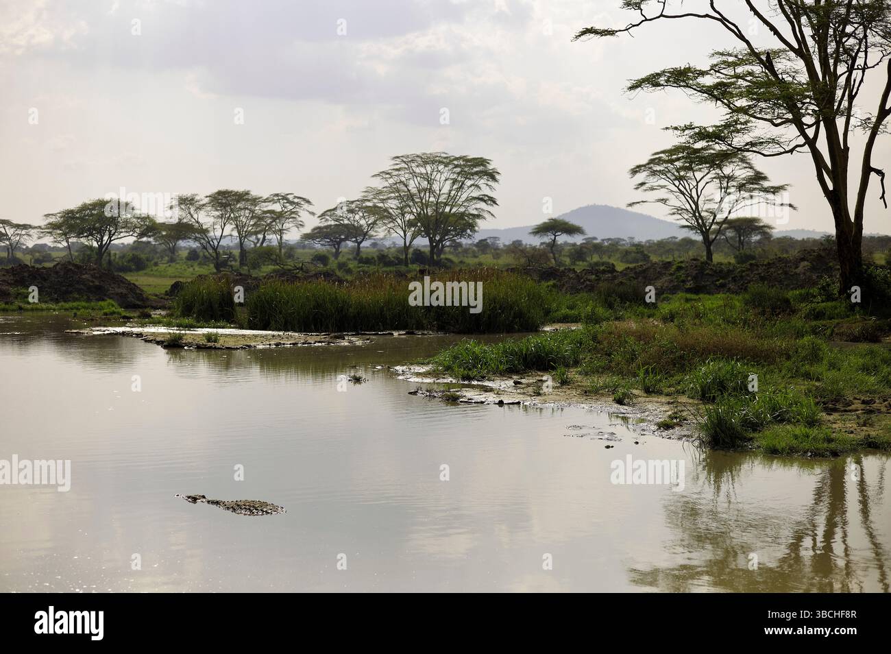 Tranquil landscape with trees reflected in a serene body of water under a cloudy sky. Serengeti, Tanzania Stock Photo