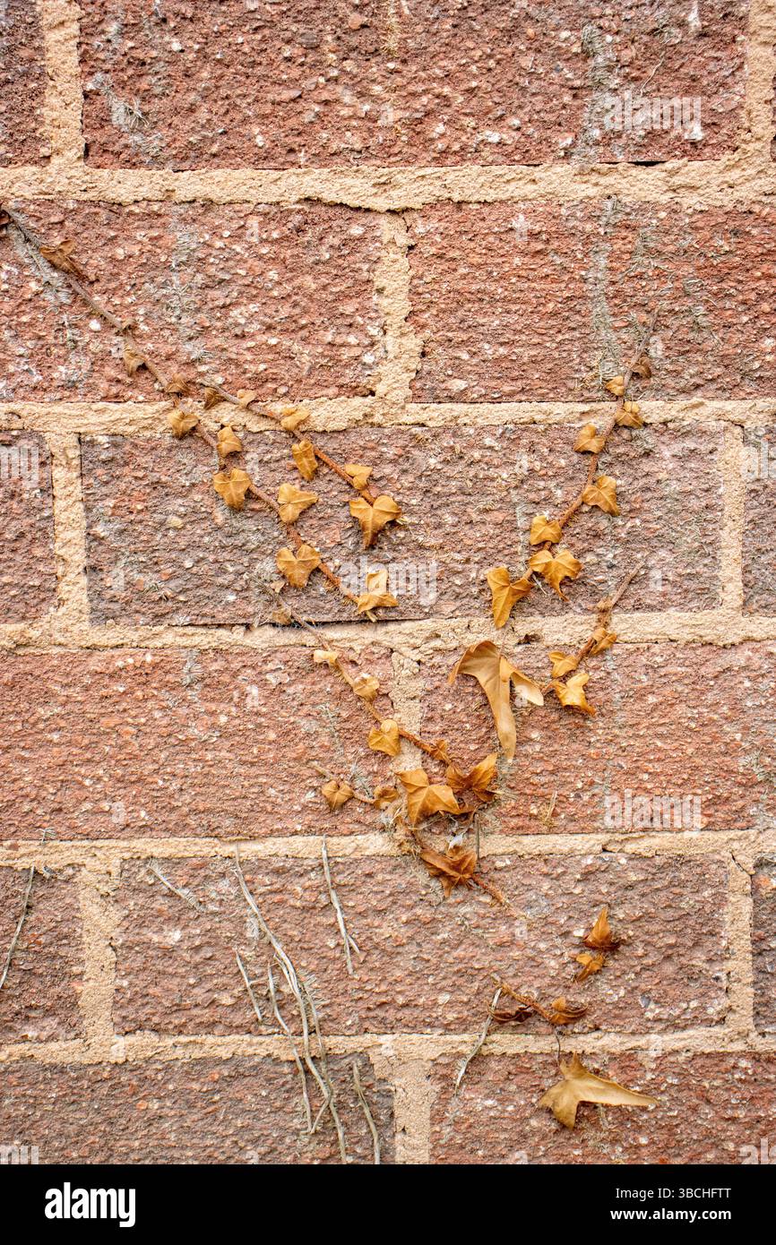 up close detail of a dirty red brick texture wall Stock Photo - Alamy