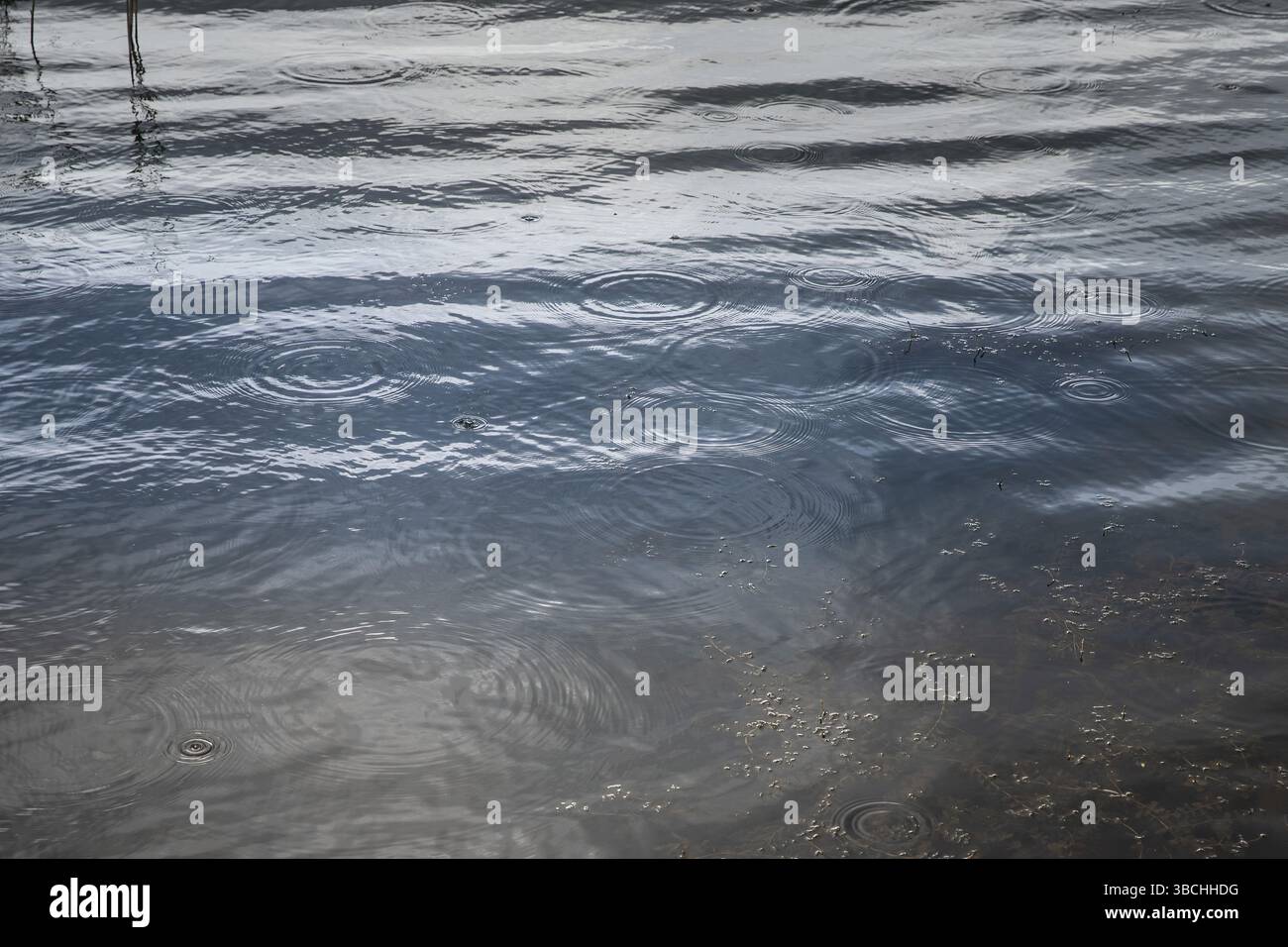 Raindrops falling on water surface, creating circular ripples Stock Photo