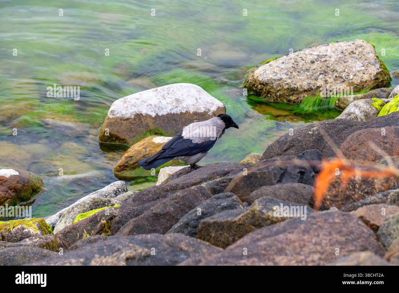 Hooded crow standing on rocks by the water, among stones covered with ...