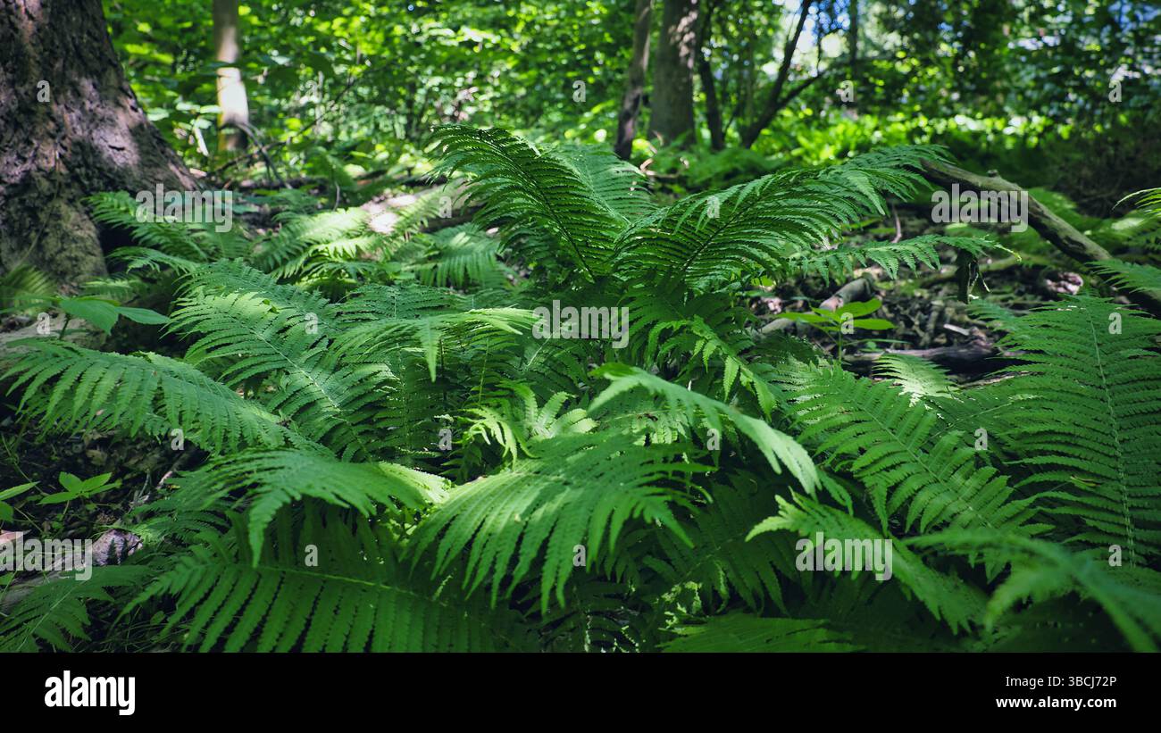 Light green fern leaf hi-res stock photography and images - Alamy