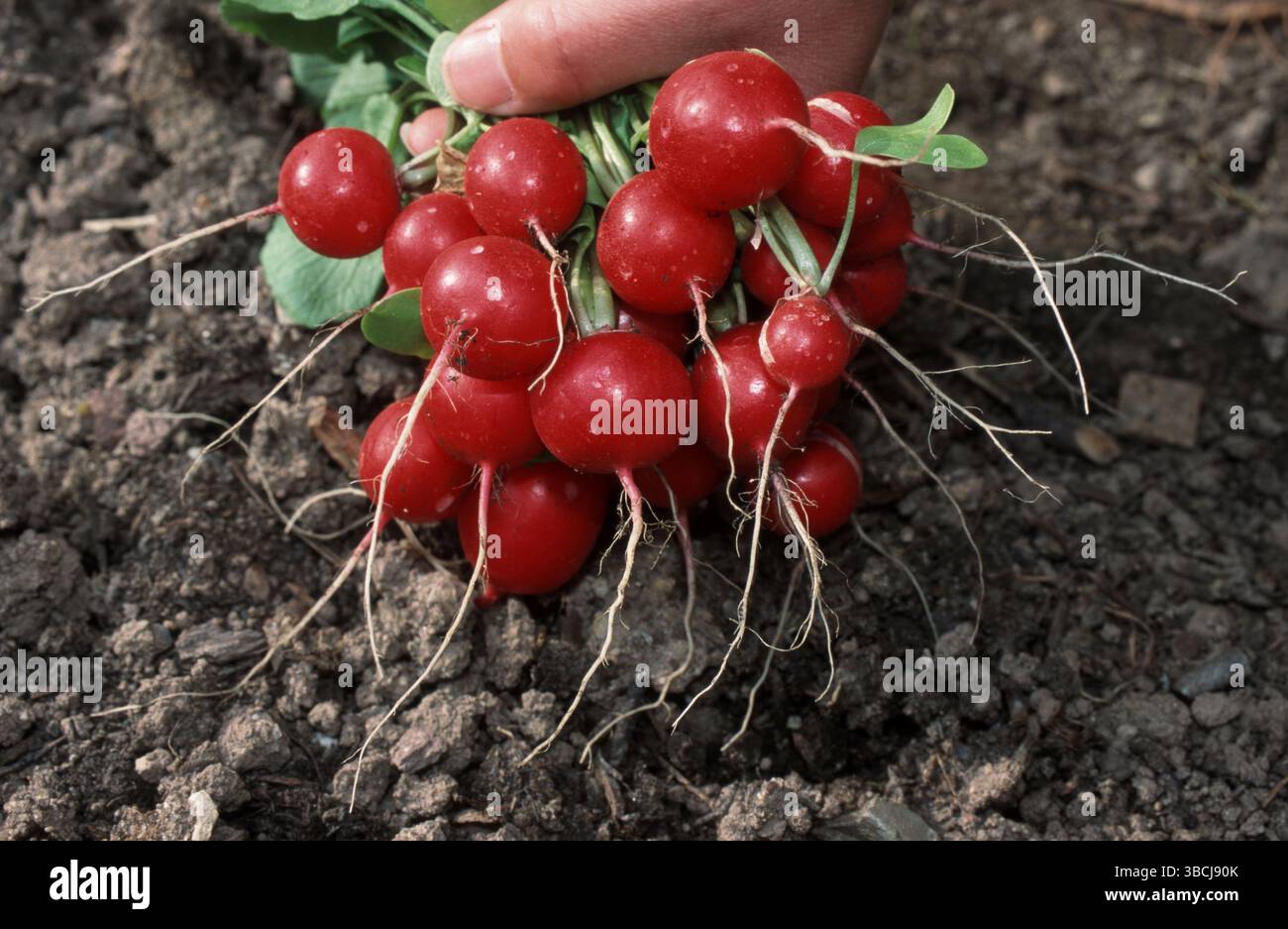 Radish (Raphanus sativus var. sativus) 'Saxa Stock Photo