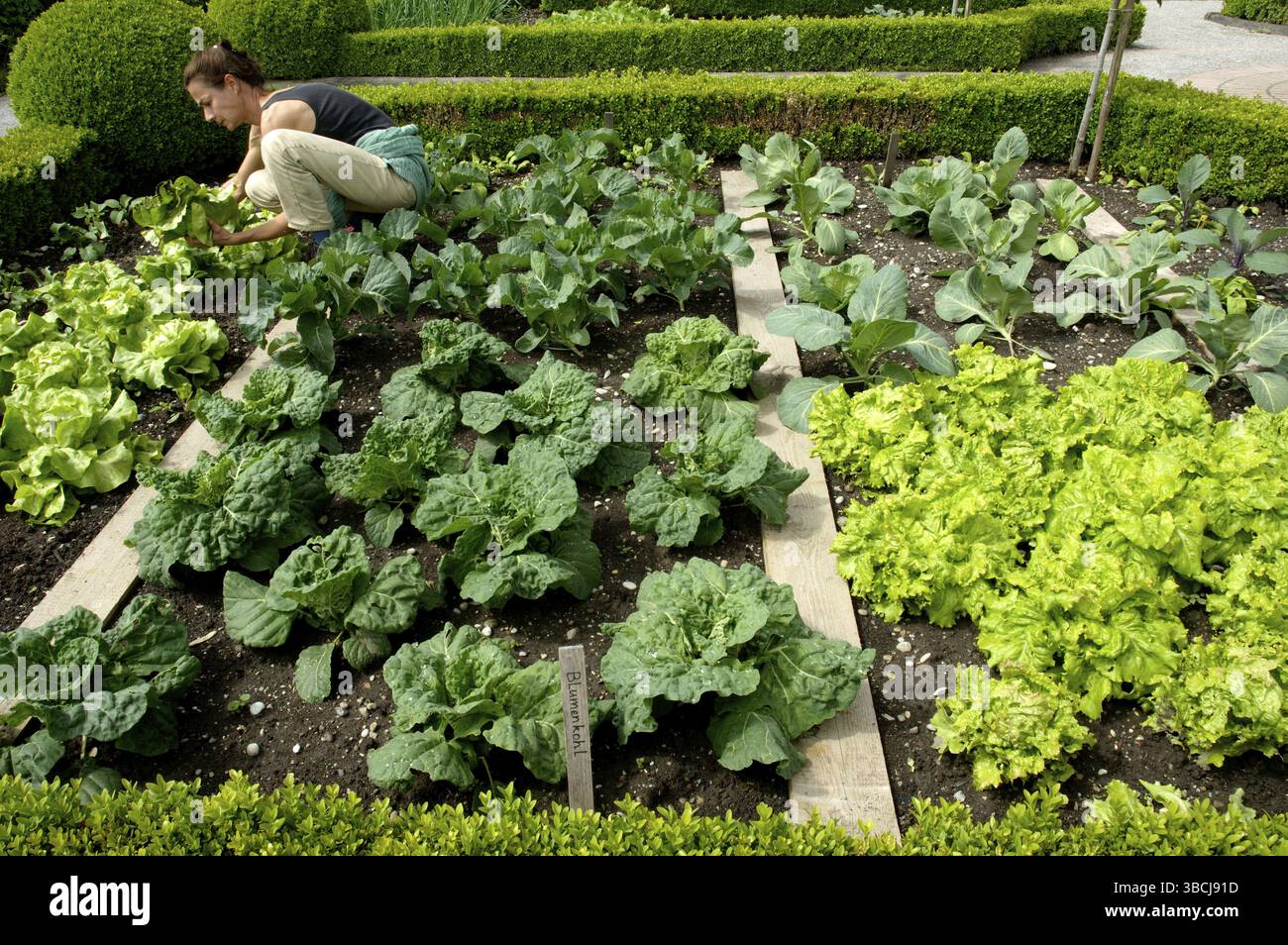 Vegetable bed with lettuce and cabbage Stock Photo