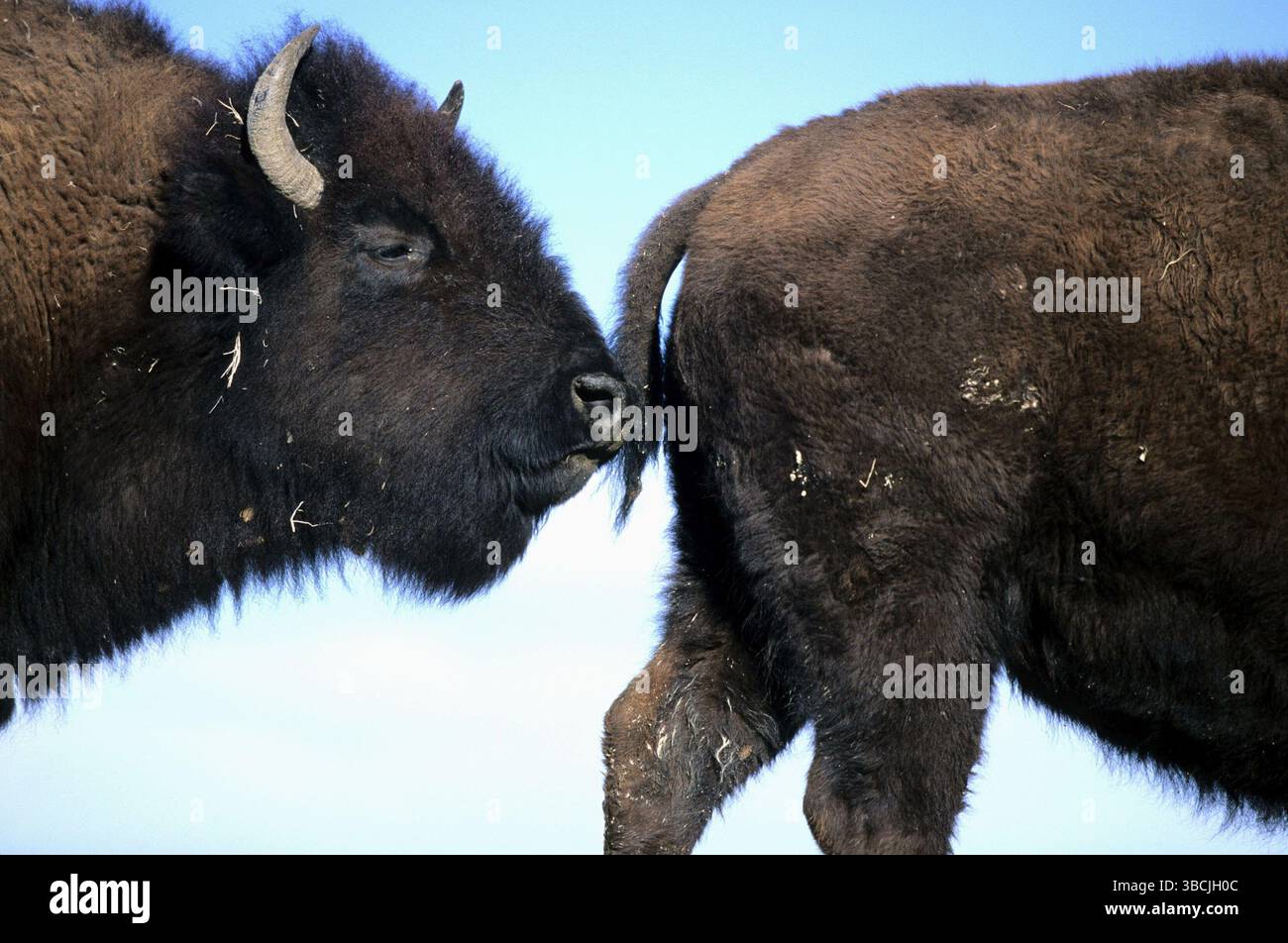 Bison bison two bison mating hi-res stock photography and images - Alamy