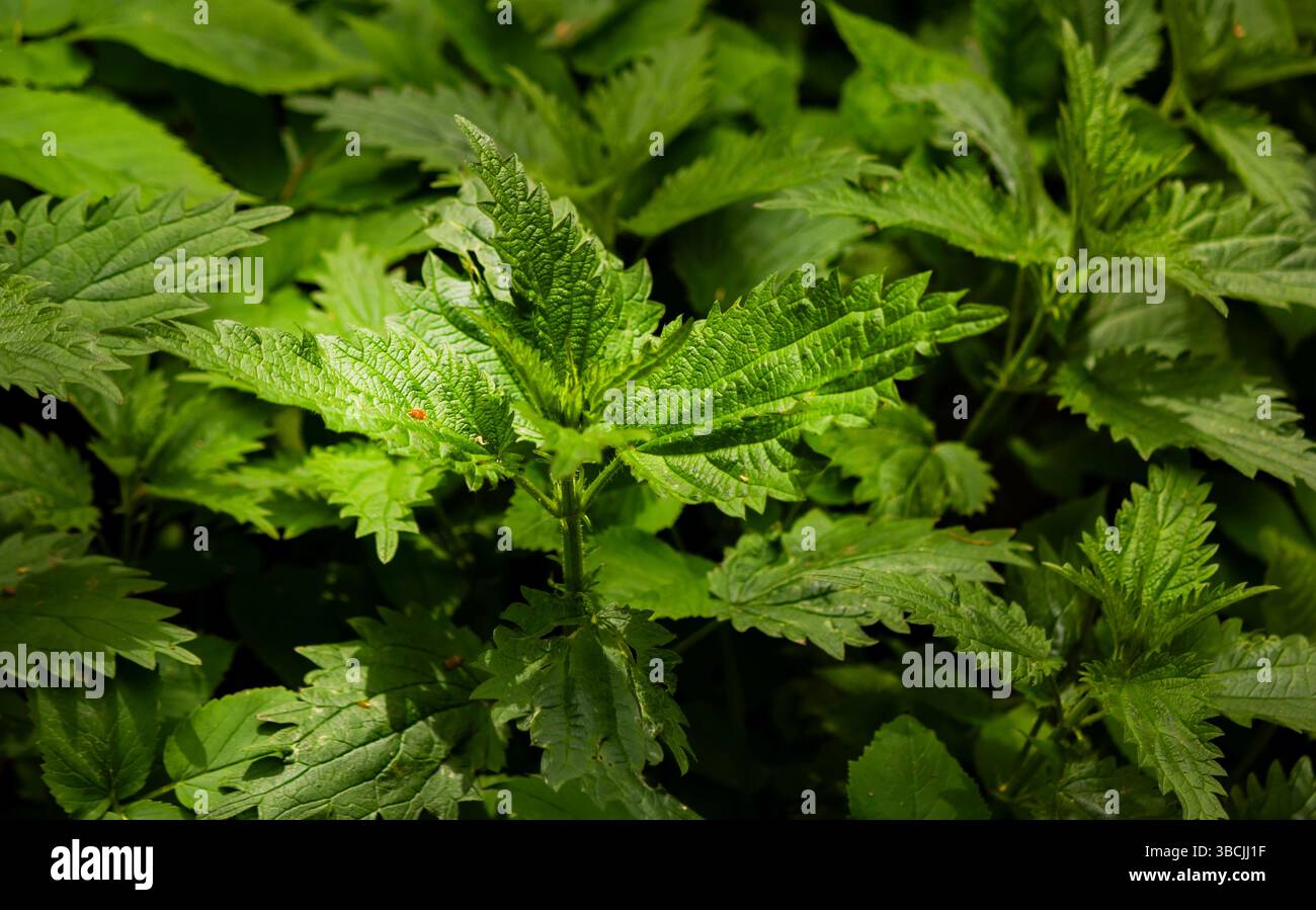 Dioecious nettle is a medicinal plant that is used as a hemostatic ...