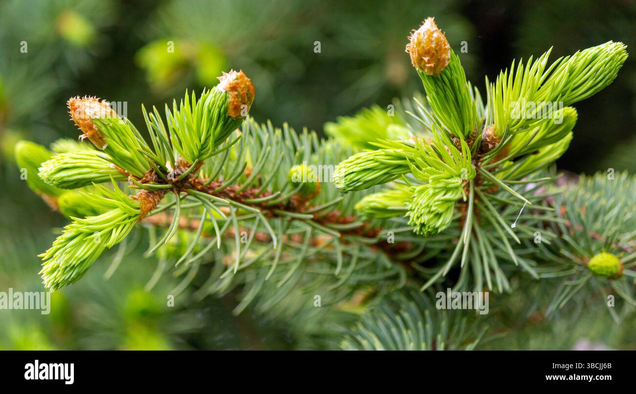 Beautiful young cones siberian hi-res stock photography and images - Alamy