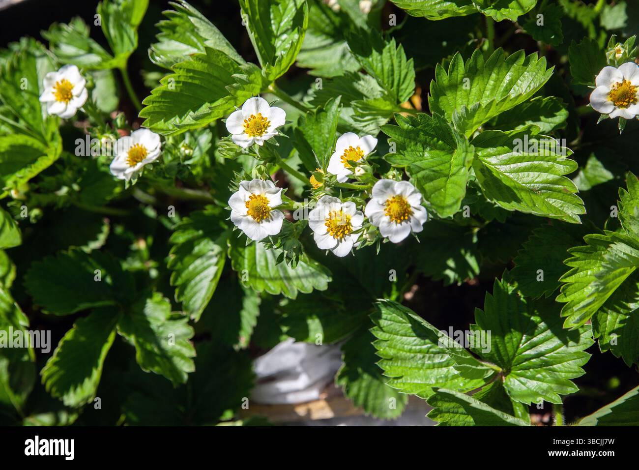 strawberry plants in bloom Stock Photo - Alamy