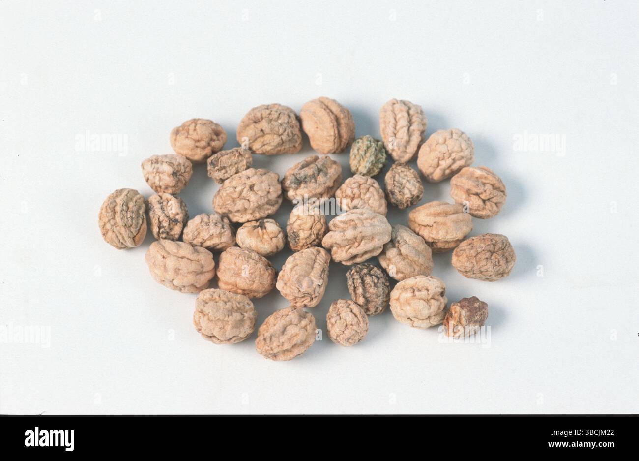 Nasturtium seeds (Tropaeolum majus), Nasturtium, seeds, Nasturtium family, Tropaeolacea (Nasturtium) seeds (Tropaeolum majus), Nasturtium, seeds, Nast Stock Photo