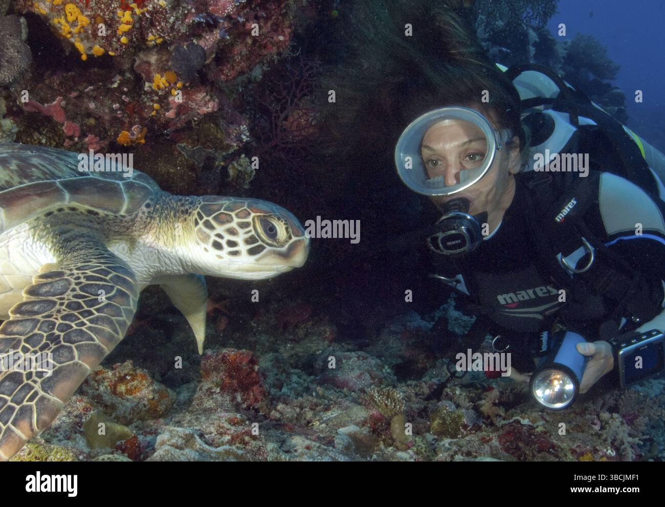 Shell Diver Turtle Diver and Green Sea Turtle (Chelonia mydas), Green Turtle, Green Turtle ...