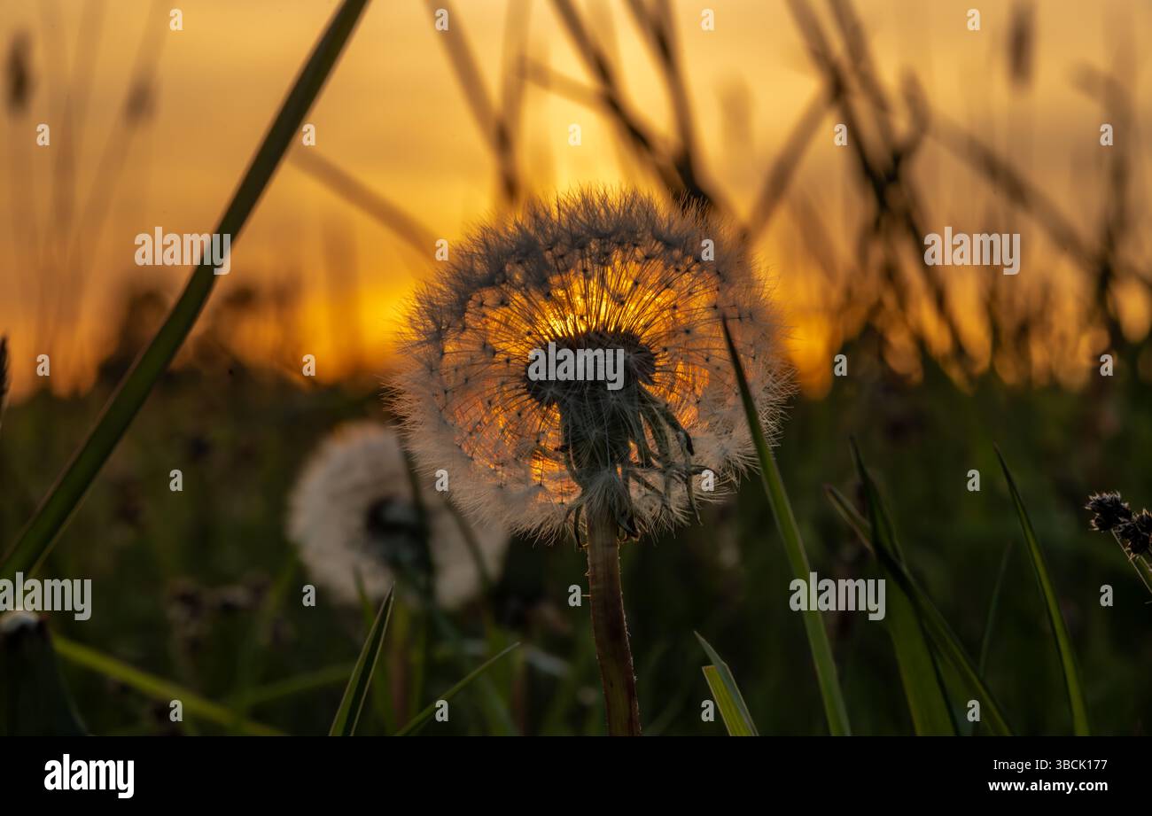 Color green spring fresh meadow with orange cloudy nice sunset in mountains Stock Photo
