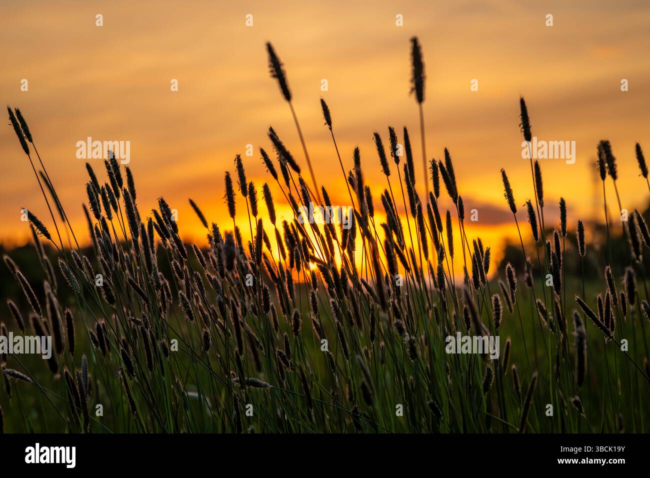 Color green spring fresh meadow with orange cloudy nice sunset in mountains Stock Photo