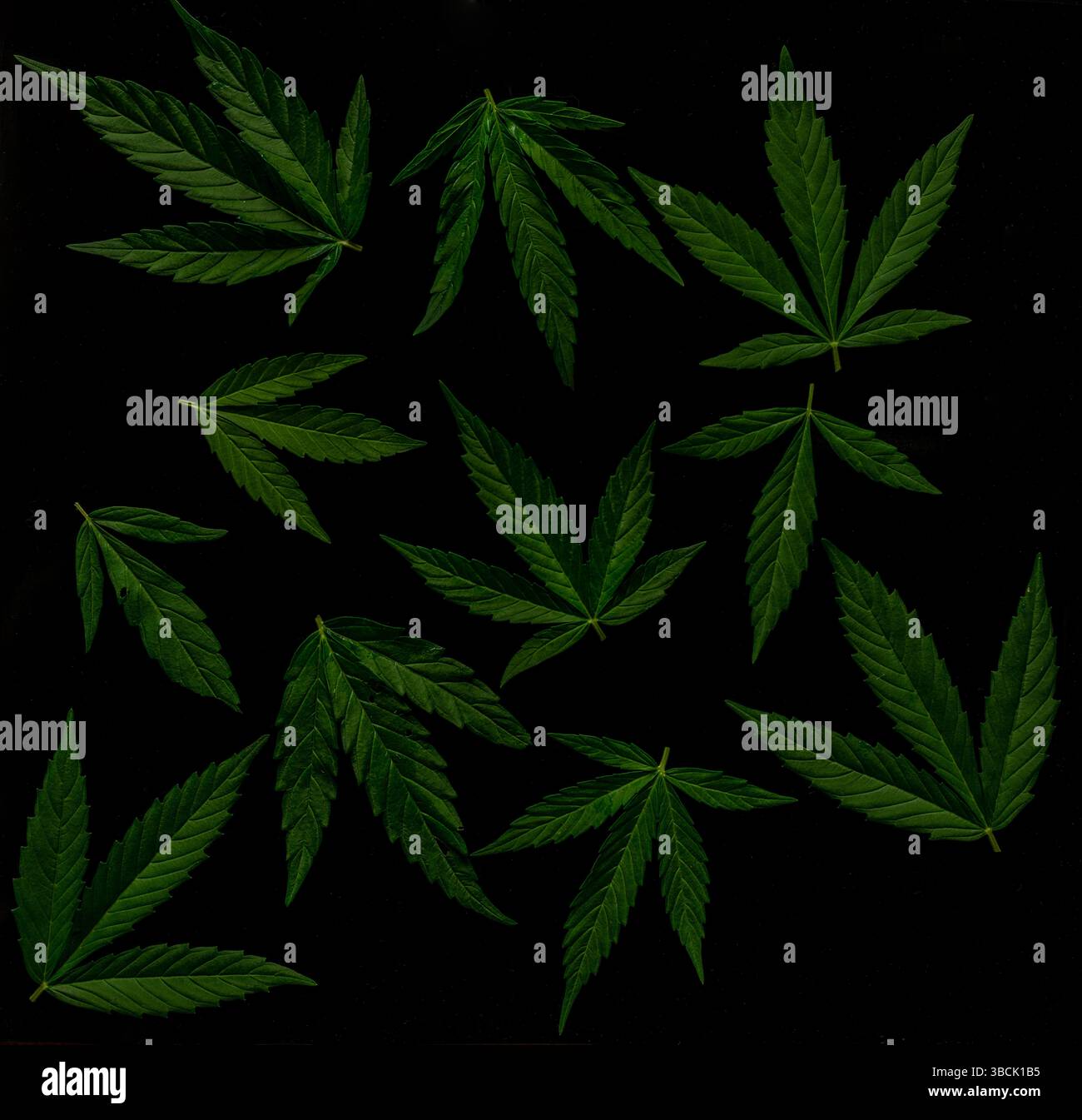 Green clean fresh marijuana leafs on dark black background Stock Photo