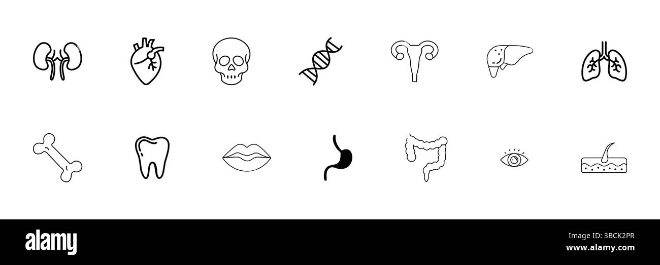 Human Body Organ and Anatomy Line Icons Set Including Heart, Kidney, Lung, Skull, DNA, Stomach, Eye Stock Vector