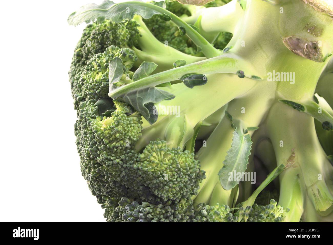 Green broccoli head against a white background Stock Photo