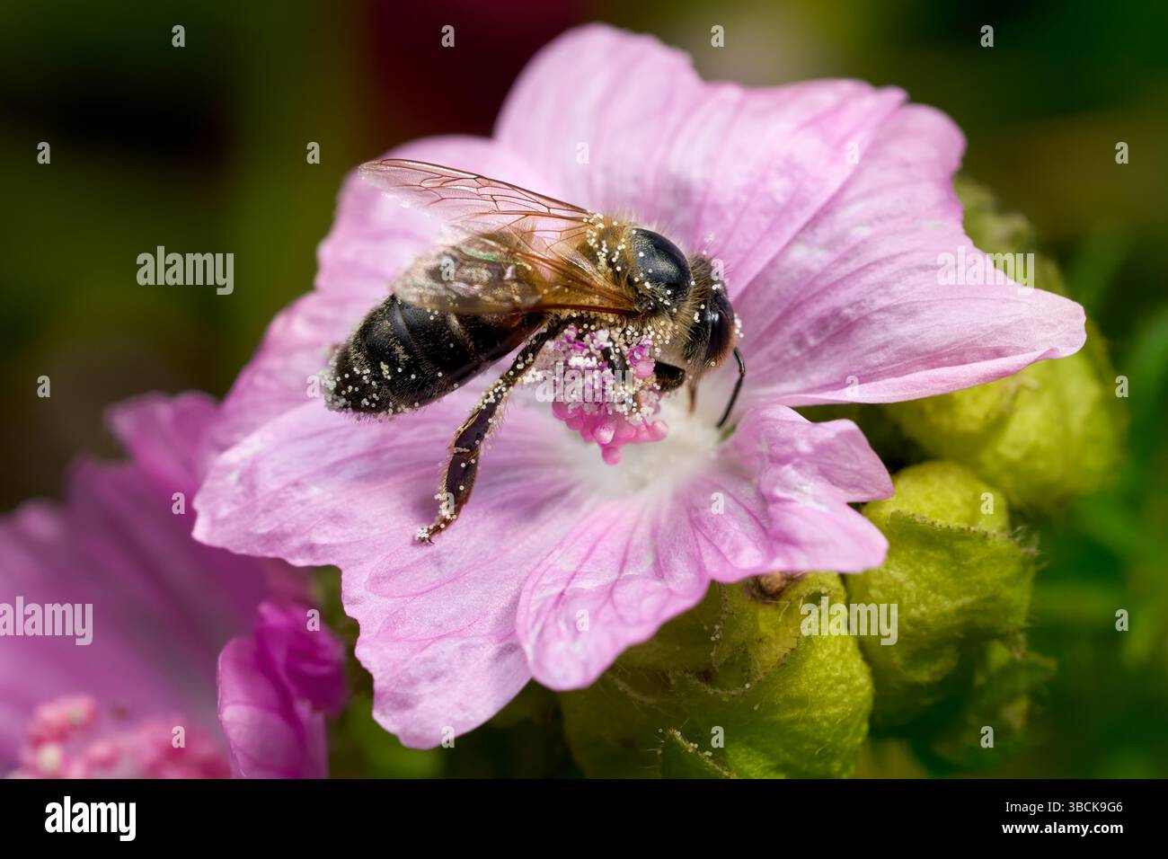 Western Honey Bee (Apis mellifera) on the pink flower of a Rose Mallow ...