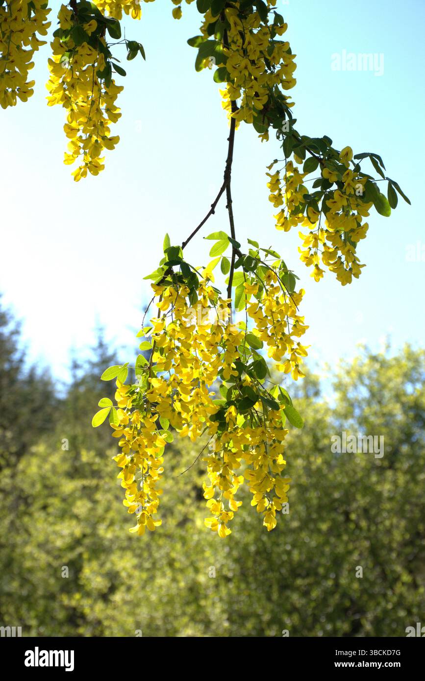 Laburnum tree with hanging tendrils of plump yellow blooms Stock Photo ...
