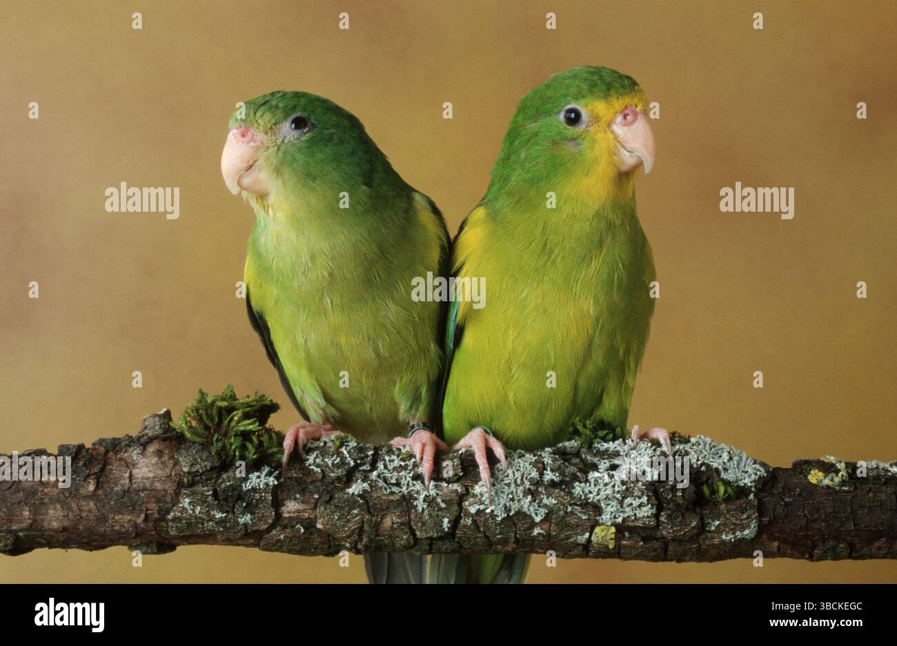 Roman Parakeets Lemon parakeets hi-res stock photography and images - Alamy