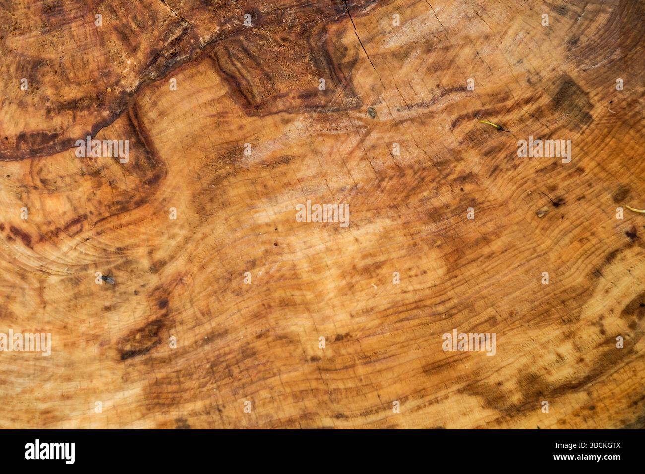 tree trunk close up detail Stock Photo