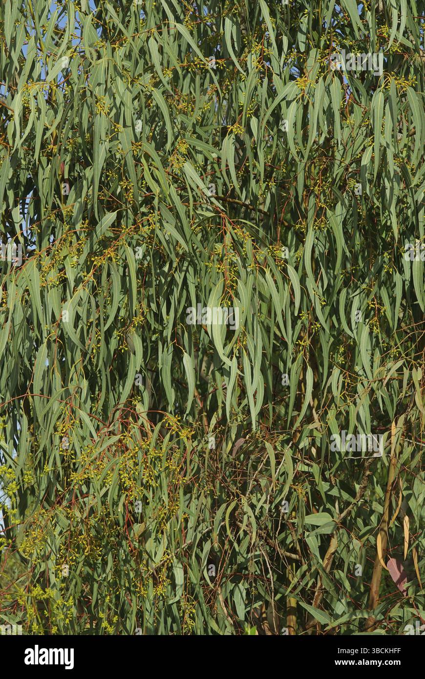 Eucalyptus nature eucalyptus hi-res stock photography and images - Alamy
