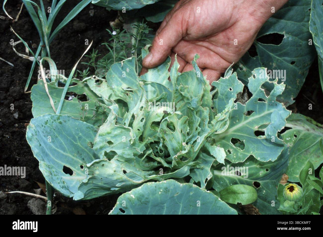 Holes in cabbage plant, vegetables Stock Photo