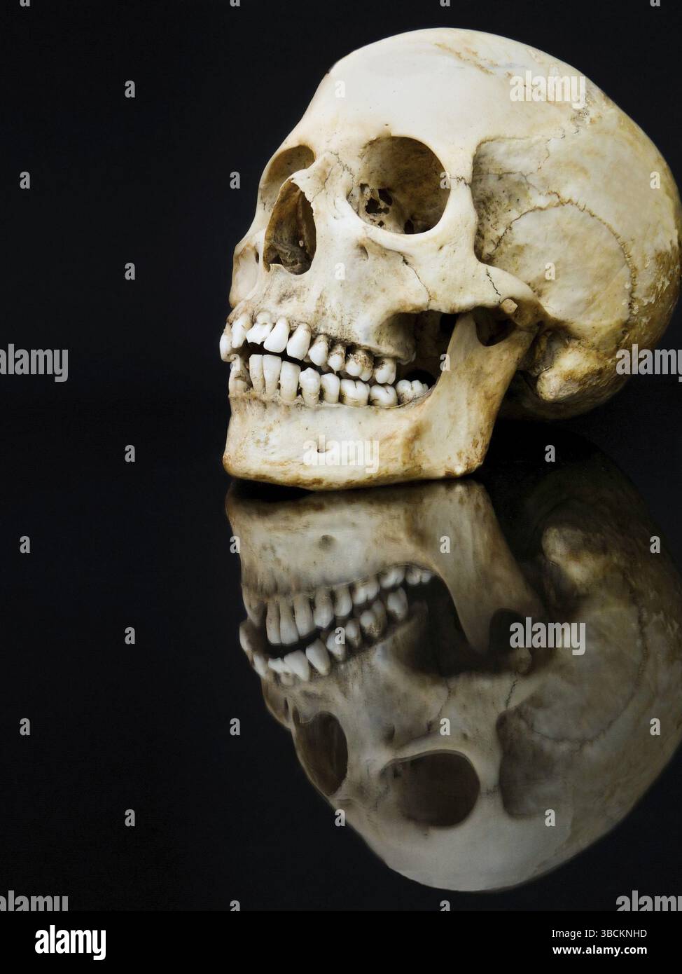 Human skull with mirror image isolated on black Stock Photo
