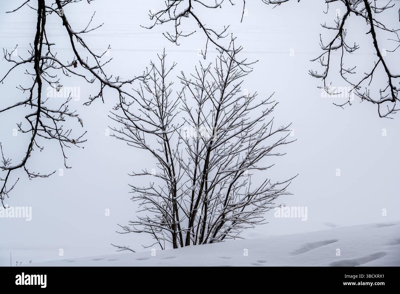 Winter landscape. A bush in a snowdrift and tree branches on the background of white snow. Stock Photo