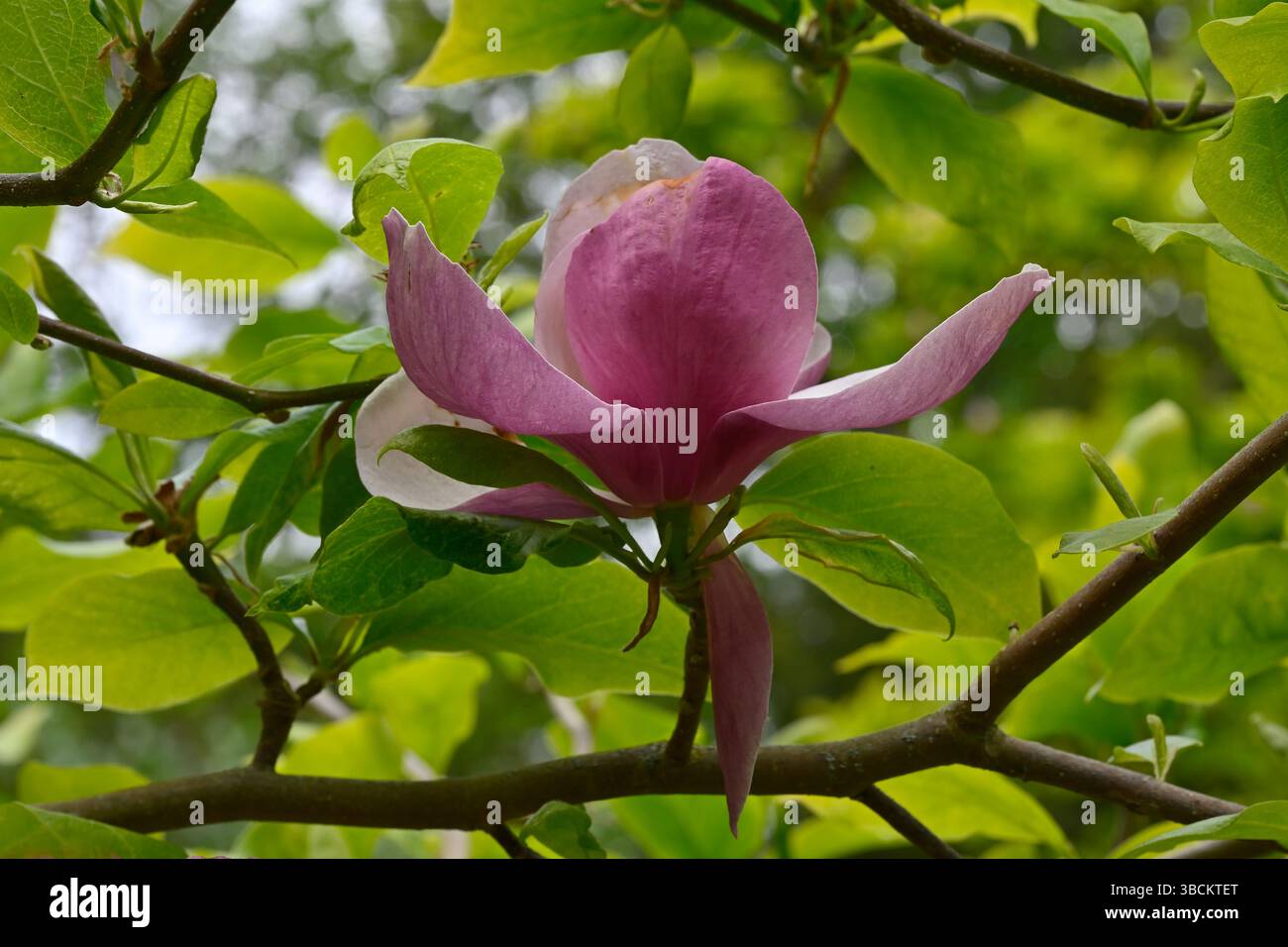Pink spring flowers of saucer magnolia, Magnolia × soulangeana 'Lennei ...
