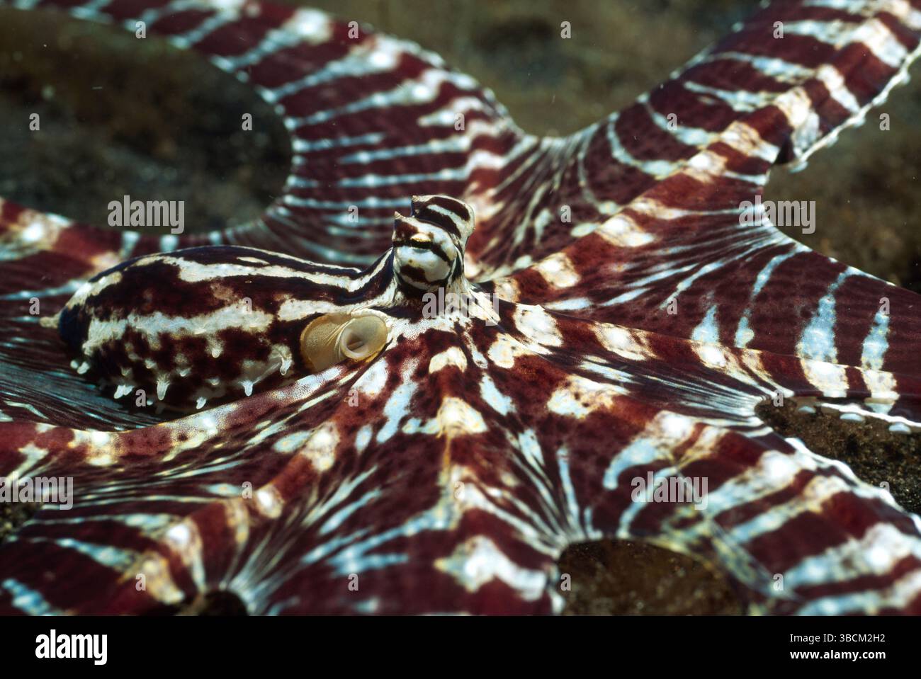 Oktopus Thaumoctopus mimicus (Norman & Hochberg, 2005) - Der erst 2001 zum ersten Mal dokumentierte Thaumoctopus mimicus (engl. Mimic Octopus, auch ?K Stock Photo