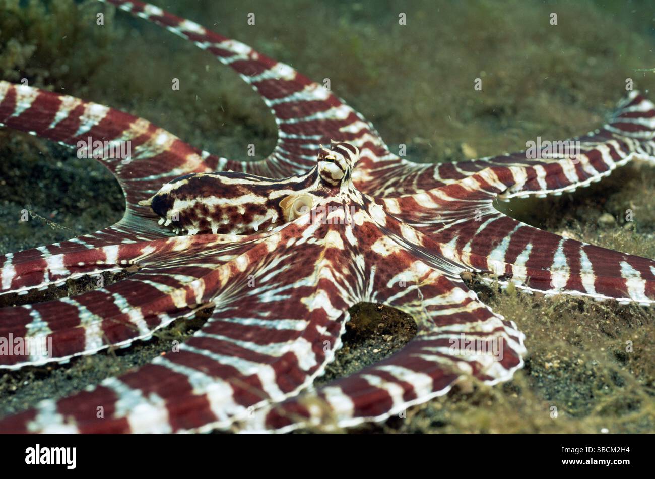 Oktopus Thaumoctopus mimicus (Norman & Hochberg, 2005) - Der erst 2001 zum ersten Mal dokumentierte Thaumoctopus mimicus (engl. Mimic Octopus, auch ?K Stock Photo