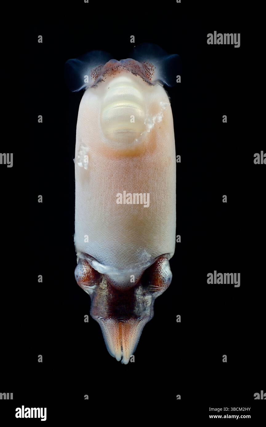 Ram's horn squid or the little post horn squid (Spirula spirula) is a species of deep-sea cephalopod mollusk. This species has an internal, chambered, Stock Photo