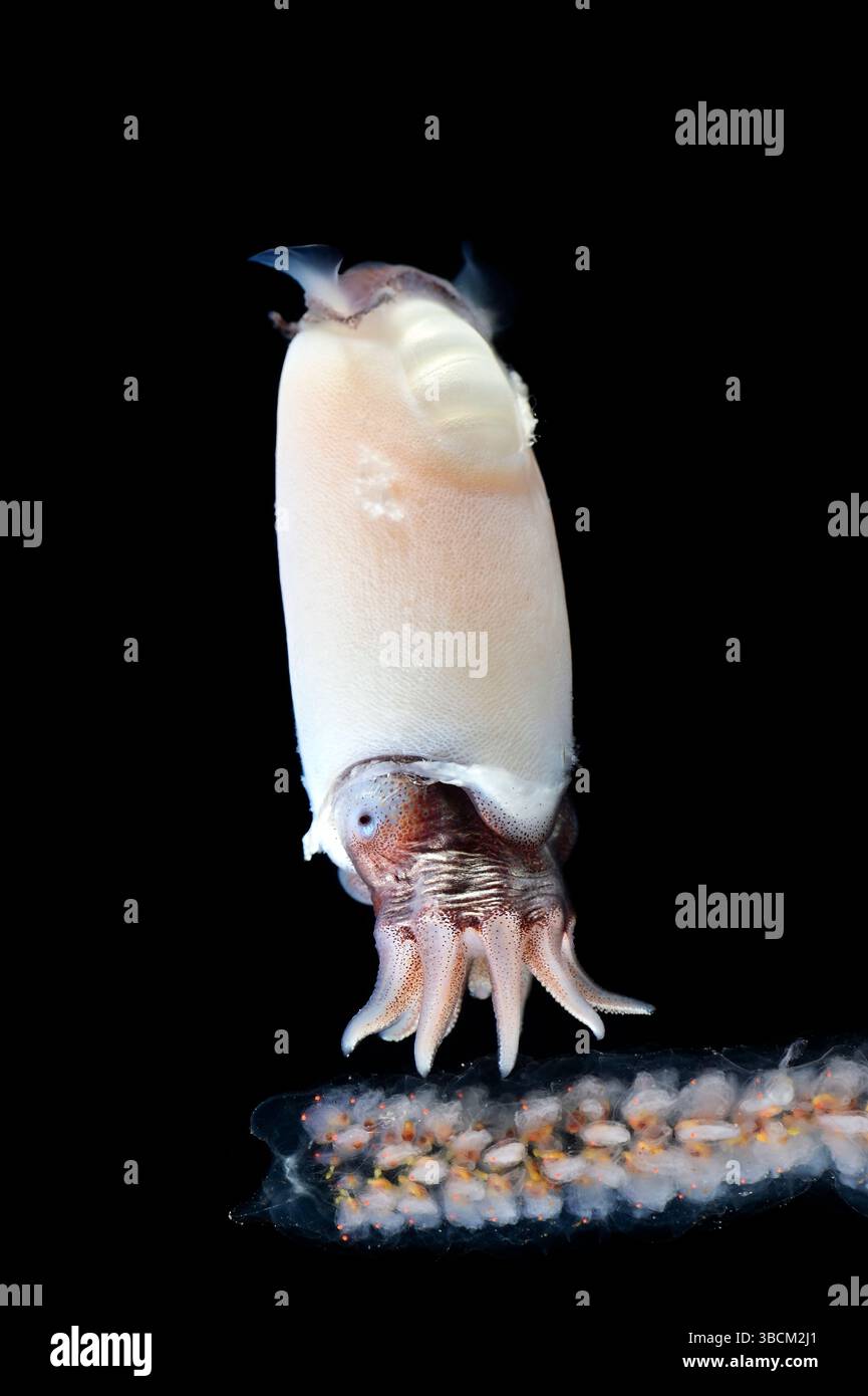 Ram's horn squid or the little post horn squid (Spirula spirula) is a species of deep-sea cephalopod mollusk. This species has an internal, chambered, Stock Photo