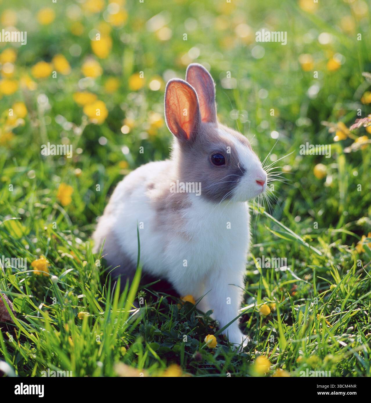 Rodenjmts Rabbit Dwarf Rabbit, dwarf rabbits, mammals, animals, pet, rodents, rodents ...