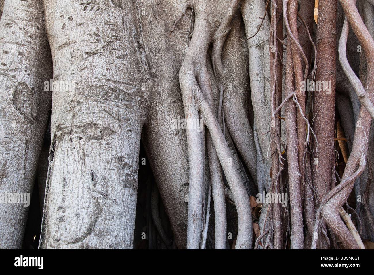 The trunk and roots of a tree close-up Stock Photo - Alamy