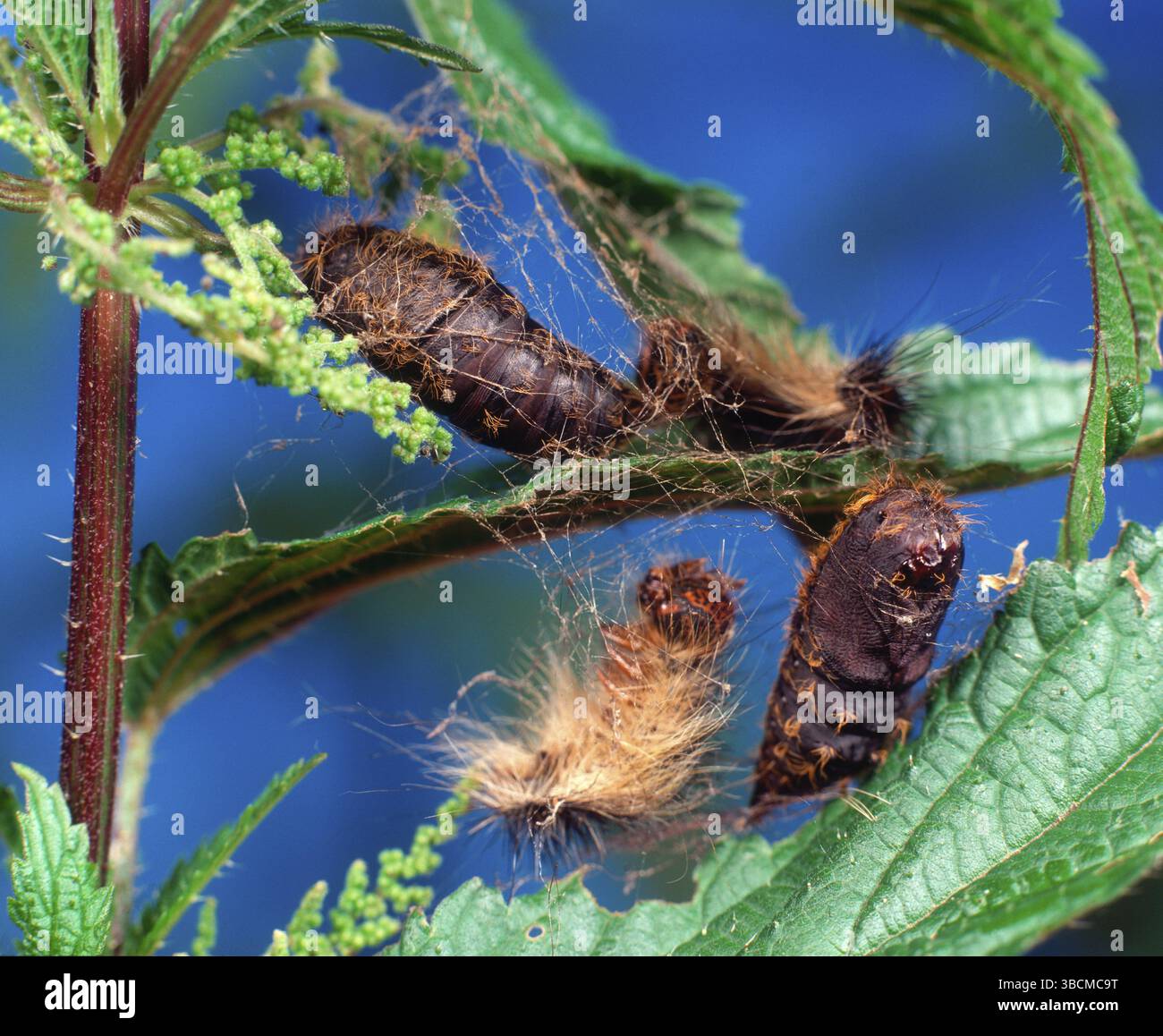 Gypsy moth (Lymantria dispar), caterpillar and pupae Stock Photo - Alamy