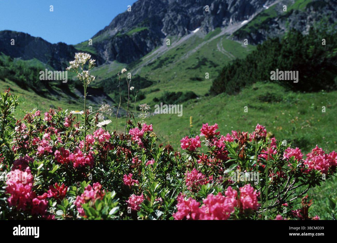 Alpen Rose (Rhododendron ferrugineum) on siliceous soil heath, Pyrenees,  France Stock Photo - Alamy
