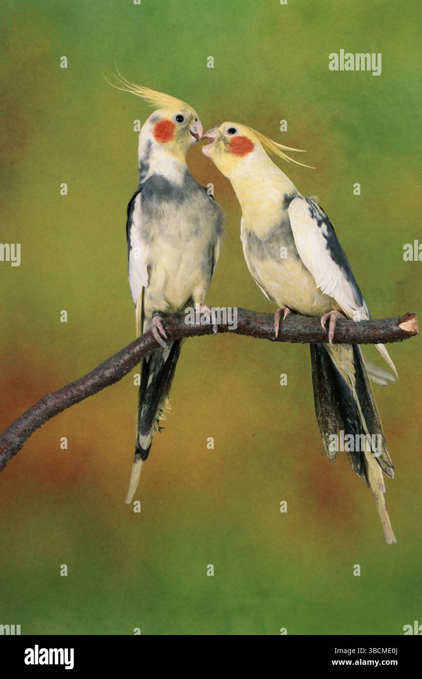 Cockatiels (Nymphicus hollandicus), Cockatiels indoor, studio Stock ...