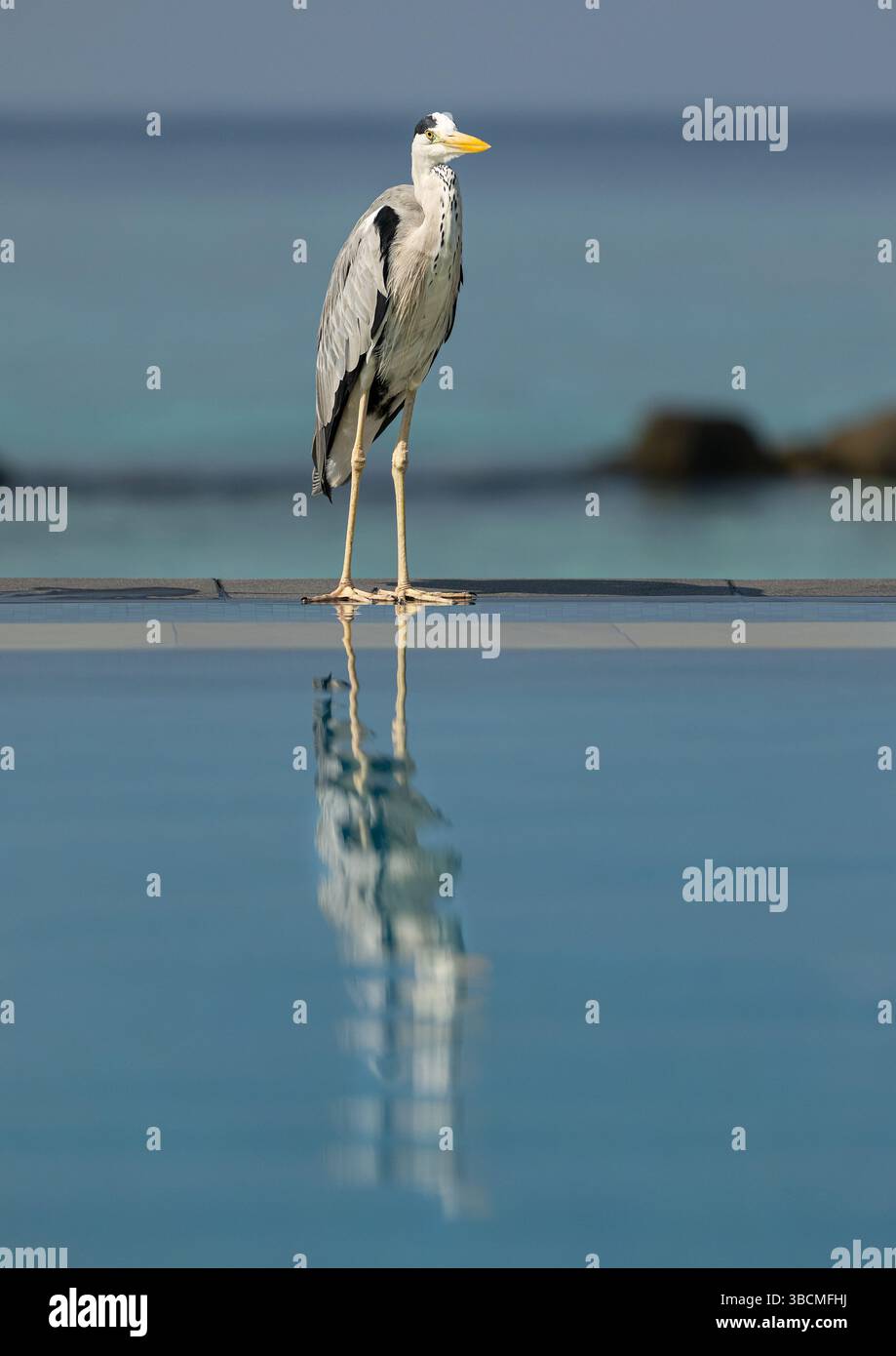 Grey Heron by the pool in the Maldives Stock Photo