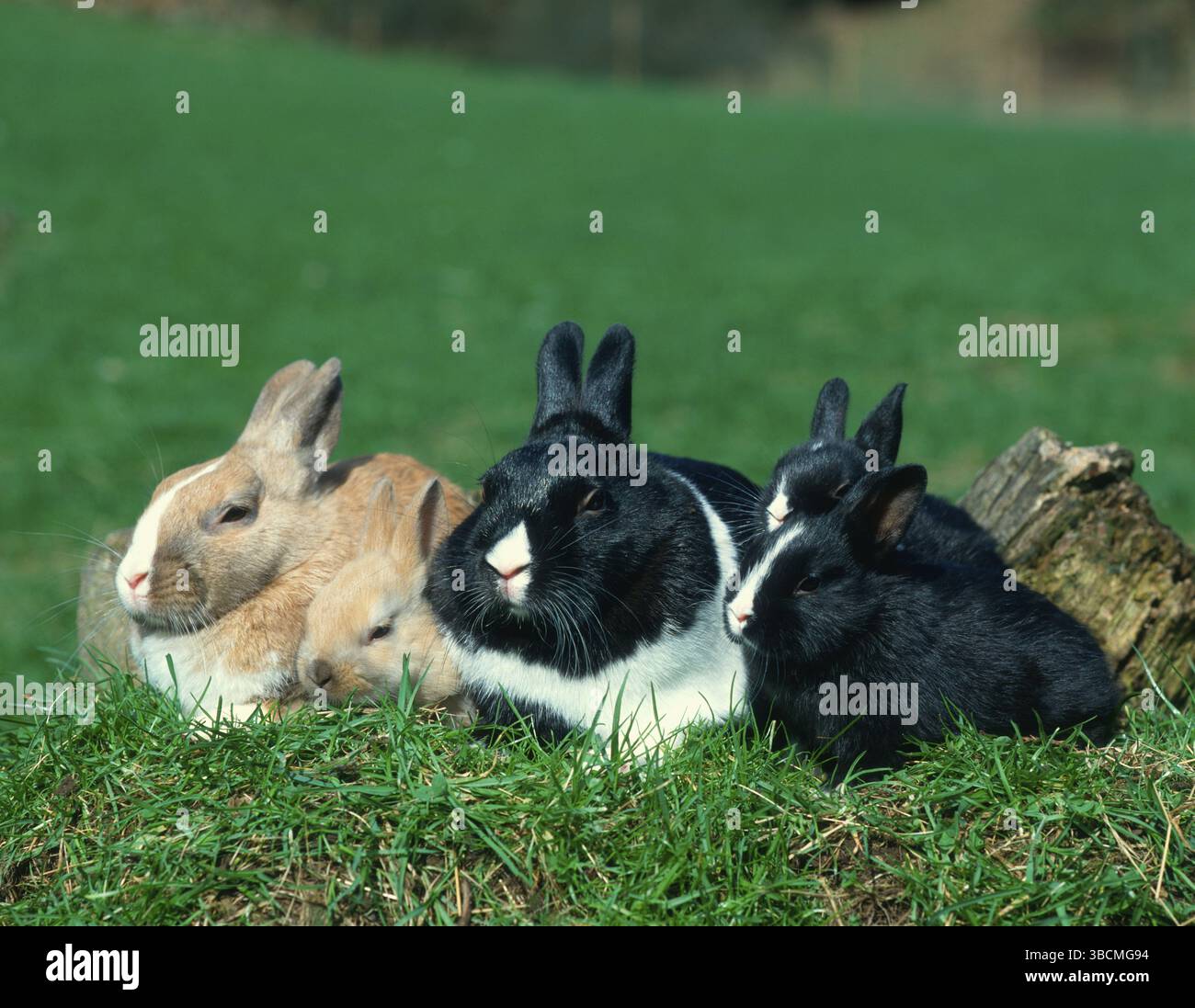 Group wild bunny rabbits hi-res stock photography and images - Alamy
