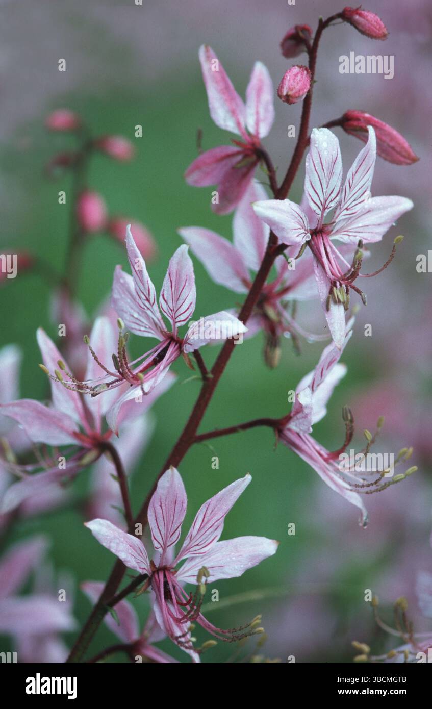 Burning Bush (Dictamnus albus), rue family (Rutaceae) Stock Photo