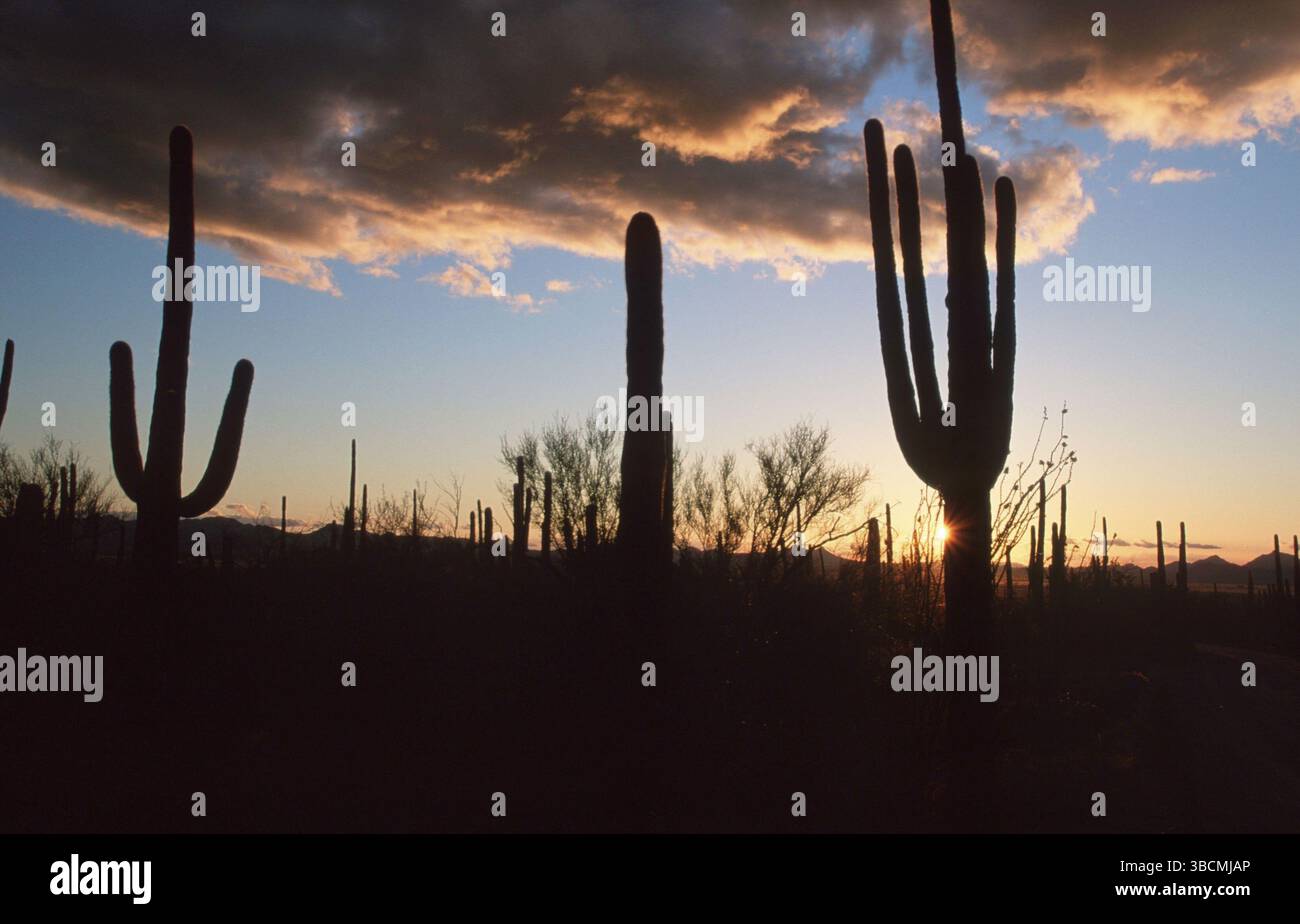 saguaro-carnegiea-gigantea-cacti-cactaceae-saguaro-national