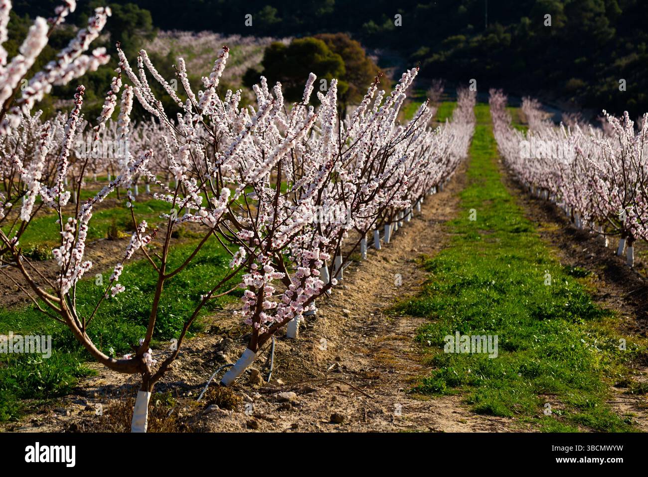 Apricot tree flowers on sky background Stock Photo