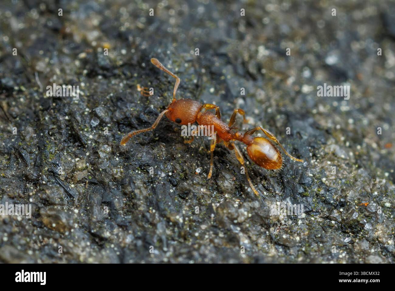 Acorn Ant (Temnothorax curvispinosus) Stock Photo