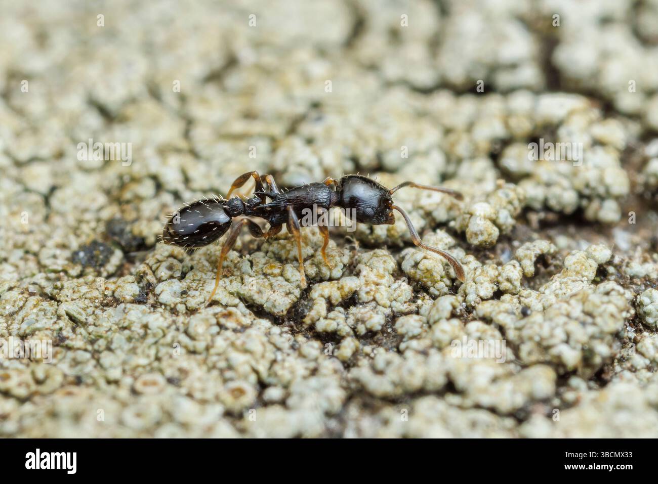 Acorn Ant (Temnothorax longispinosus) Stock Photo