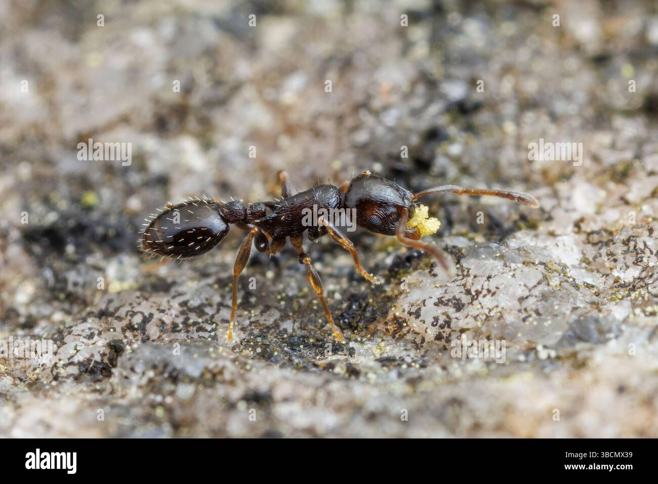 An Acorn Ant (Temnothorax longispinosus) worker relocates eggs near its nest. Stock Photo