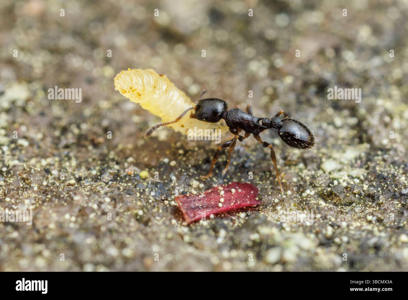 An Acorn Ant (Temnothorax longispinosus) worker relocates a larva near its nest. Stock Photo