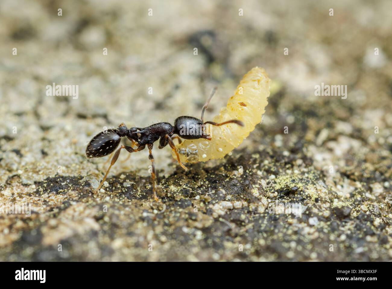 An Acorn Ant (Temnothorax longispinosus) worker relocates a larva near its nest. Stock Photo