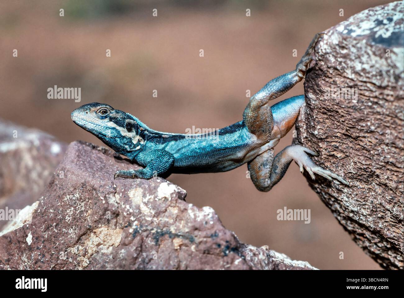 Barrier Range Dragon from Mutawintji National Park, New South Wales ...