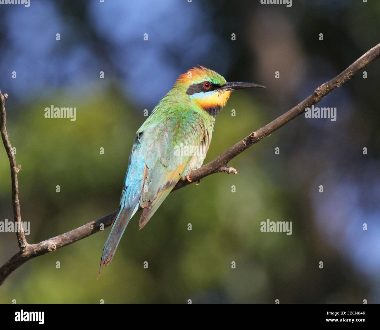Rainbow bee-eater bird sitting on a tree branch Stock Photo