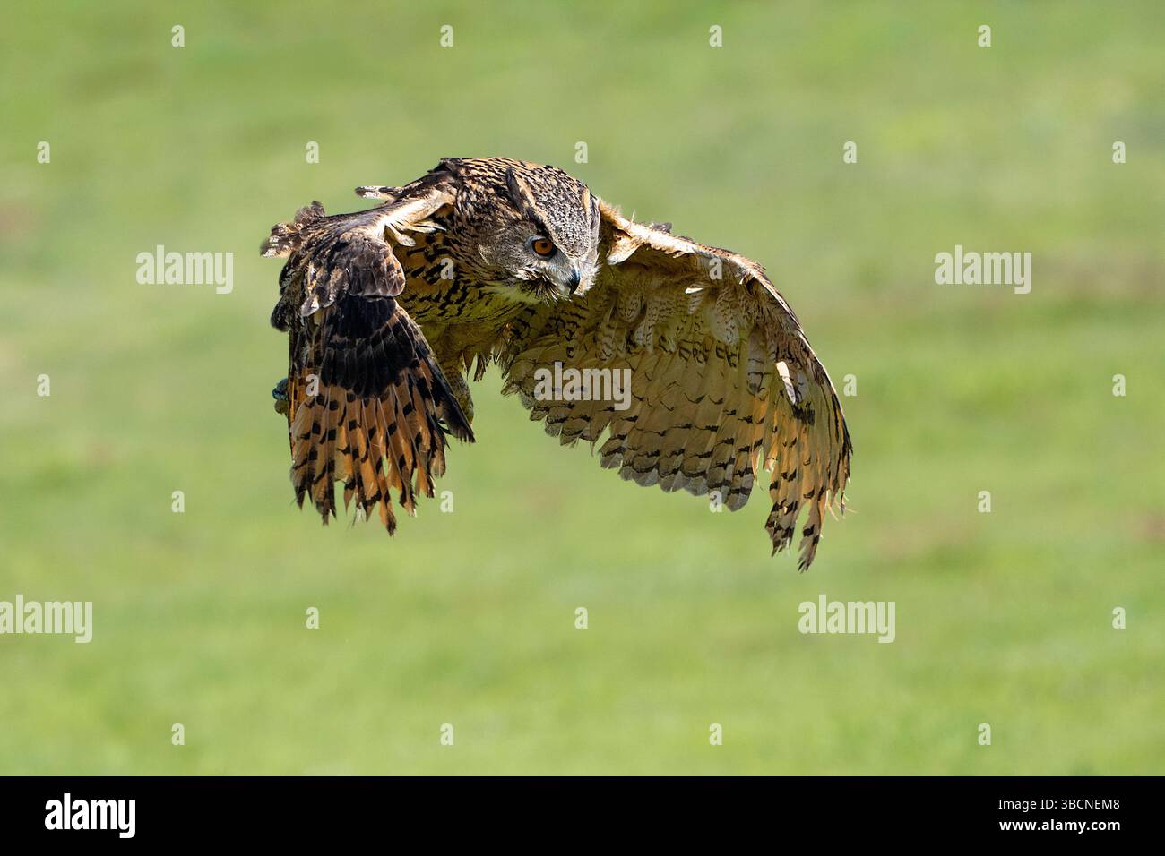 Female eagle owl in flight over green spring fields Stock Photo