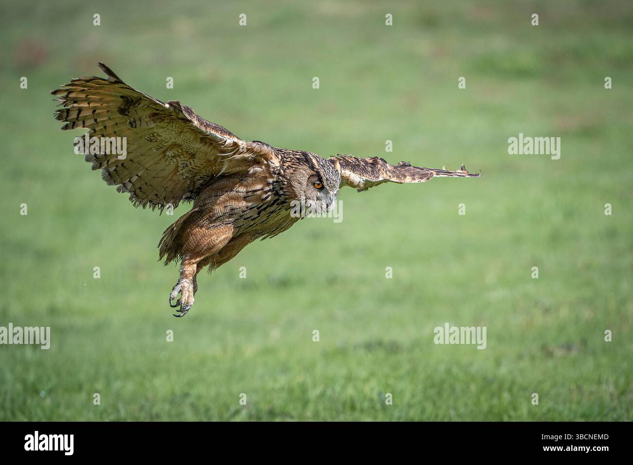Female eagle owl in flight over green spring fields Stock Photo